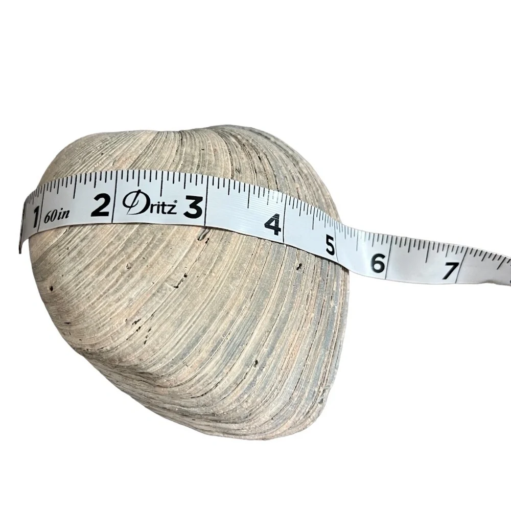 Vintage Large Clam Shell White Natural Seashell Home Indoor Beach Sea Side Decor